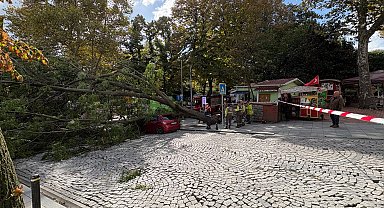 Şişli'de ağaç park halindeki otomobilin üzerine devrildi -2 Fotoğraf eklendi