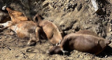 Sivas'ta 16 büyükbaş, 2 metre yükseklikten düşerek öldü