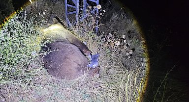 Tunceli'de cipin çarptığı ayı öldü