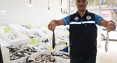 Van Gölü'nde inci kefalinin boyu, koruma çalışmalarıyla yüzde 30 uzadı