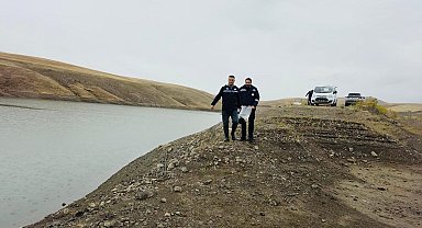 Van'da göletlere 700 bin sazan yavrusu bırakıldı