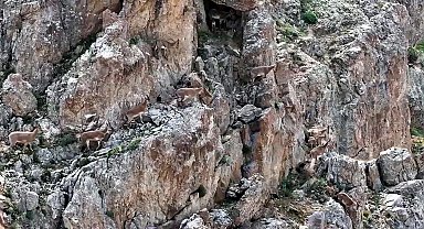 Yaban keçileri Keşiş Dağları'nda sürü halinde görüntülendi