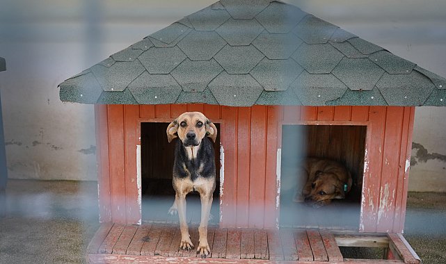 Yangında kurtarılan köpekler yuva bekliyor