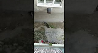 Yok böyle bir karşılaşma (Kedi kavgası - Cat Fights)